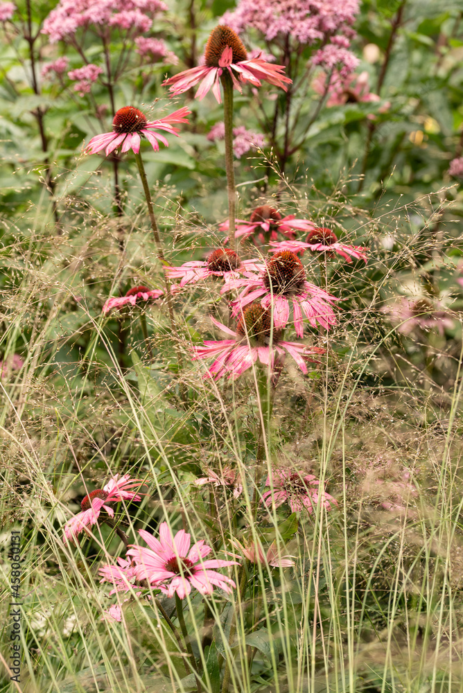 Beautiful close up macro image of Purple Coneflower Echinacwa Purpurea Moench flower in English country garden landscape setting