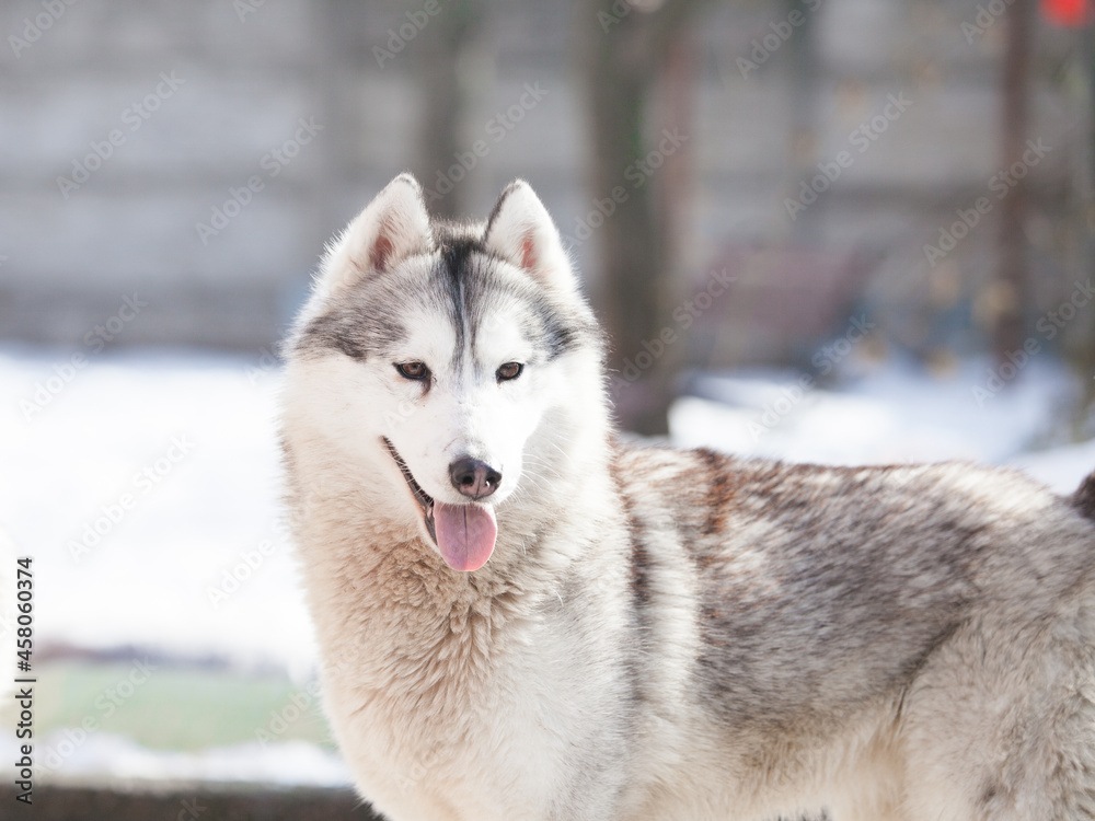 Siberian husky puppy on the street	