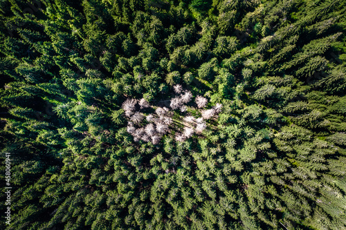 Spruce forest damage, aerial shot