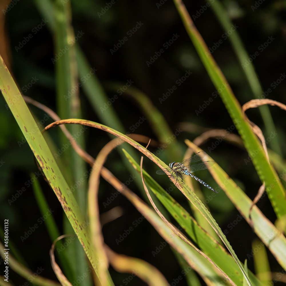 Beautiful macro close up image of Common Hawker dragonfly insect on reed grass in pond