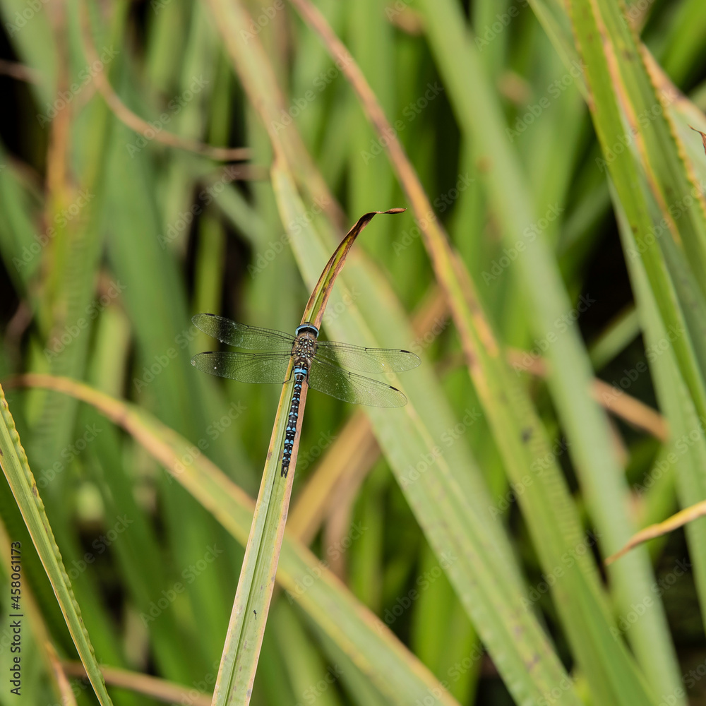 Beautiful macro close up image of Common Hawker dragonfly insect on reed grass in pond Beautiful macro close up image of Common Hawker dragonfly insect on reed grass in pond