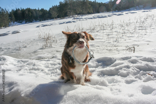 Fototapeta Naklejka Na Ścianę i Meble -  dog in winter seefeld