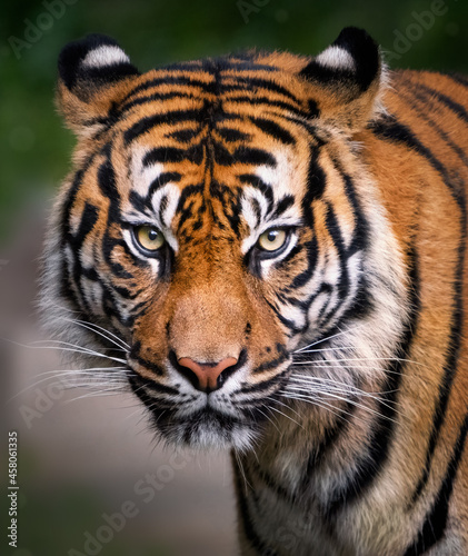 A tiger staring straight ahead