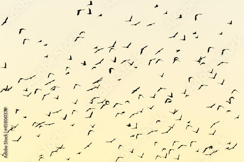 Flock of birds in silhouette in the sky