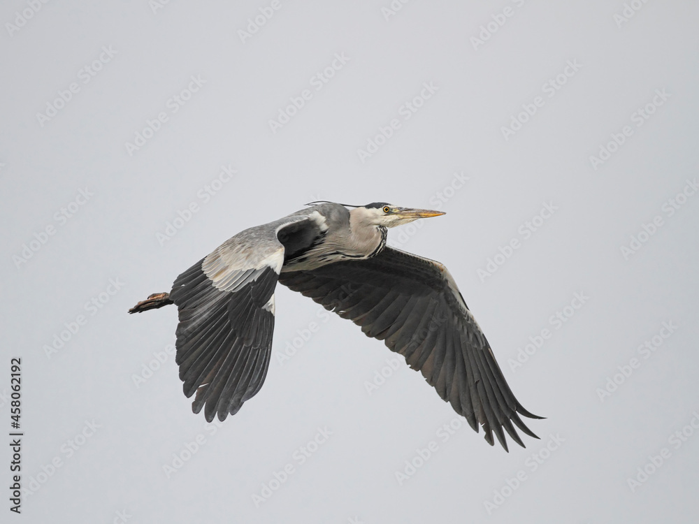 Obraz premium Heron in flight