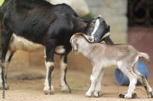 goat loving with son Full HD image