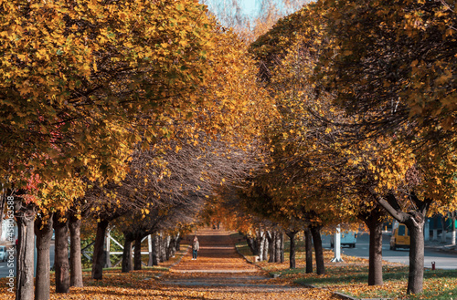 Autumn alley