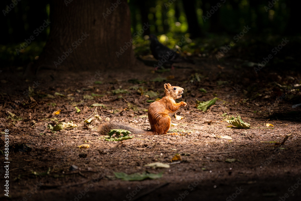 A lonely squirrel sits on the ground in the forest under the rays of the sun. Pigeon in the back A lonely squirrel sits on the ground in the forest under the rays of the sun. Pigeon in the back