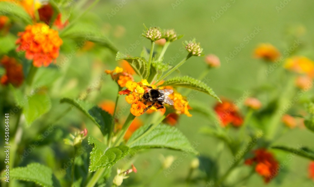 bumblebee sits on a orange flower and collects pollen on a sunny day in the park bumblebee sits on a orange flower and collects pollen on a sunny day in the park