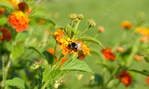 bumblebee sits on a orange flower and collects pollen on a sunny day in the park © in_colors