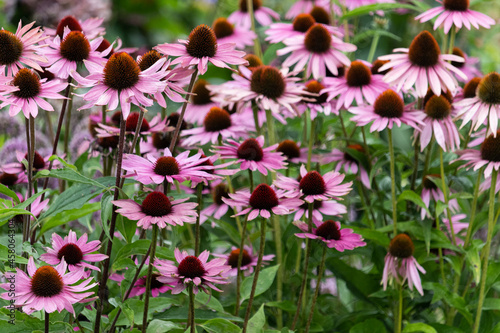 Feld voller Echinacea (Purpur-Sonnenhut) photo