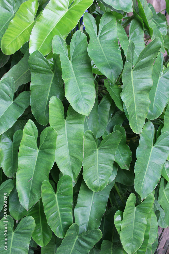 Closeup vibrant green leaves of Philodendron burle-marxii with raindrops Closeup vibrant green leaves of Philodendron burle-marxii with raindrops
