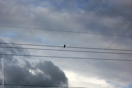 A flock of birds sits on electric wires against the backdrop of a cloudy sky. Black and white image 