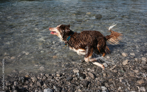 dog in water