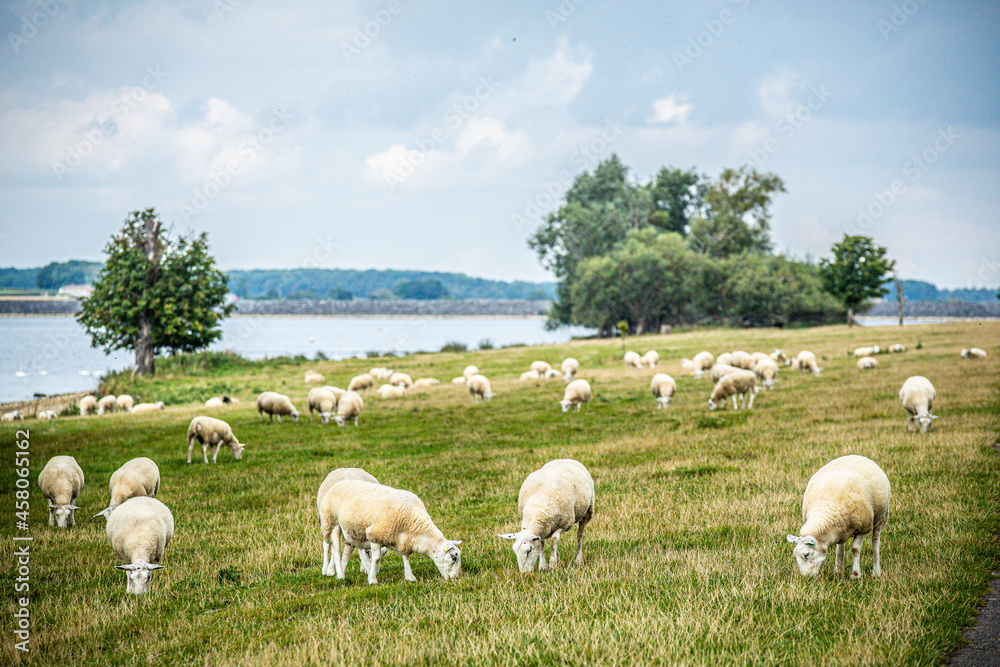 Fototapeta premium Sheep in countryside United Kingdom