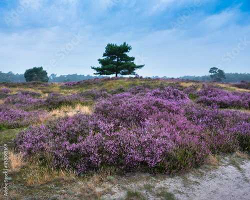 colorful purple heather and pine trees on heath near zeist in the netherlands