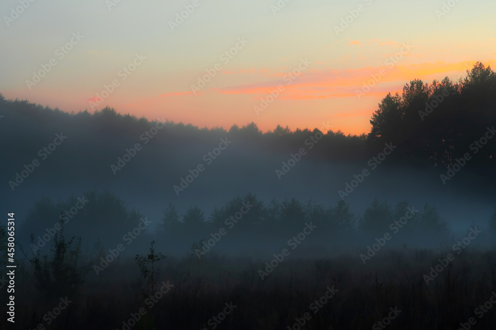 Fog in the forest. Mystical landscape. Fog in the forest. Mystical landscape.