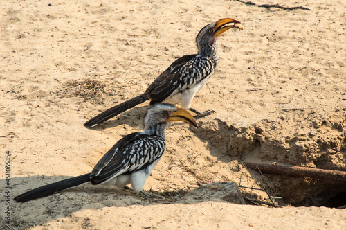 Cape Hornbill - Southern Yellow-billed Hornbill breeding pair © ann gadd