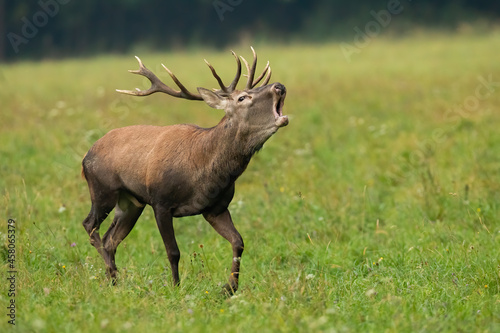 Red deer  cervus elaphus  stag in heat roaring on a green meadow with blurred background. Male animal wildlife with large antlers running and calling on a field from side view with open mouth.