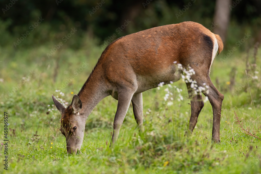 Red deer, cervus elaphus, female grazing on meadow in autumn nature. Hind feeding on grassland in green environment. Wild mammal eating grass on field. Red deer, cervus elaphus, female grazing on meadow in autumn nature. Hind feeding on grassland in green environment. Wild mammal eating grass on field.