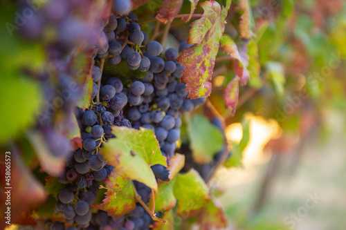 Vitigno Dolcetto - Filare - Uva