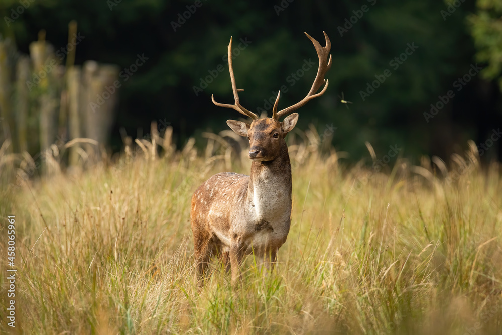 Fallow deer, dama dama, buck observing on meadow in springtime nature. Stag with massive antlers standing in long grass. Spotted mammal watching on dry field. Fallow deer, dama dama, buck observing on meadow in springtime nature. Stag with massive antlers standing in long grass. Spotted mammal watching on dry field.