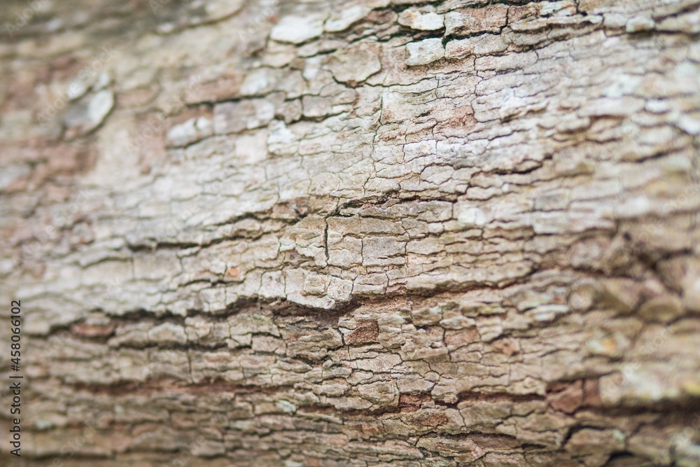 Tree trunk wooden texture for nature grunge abstract wallpaper backdrop Tree trunk wooden texture for nature grunge abstract wallpaper backdrop