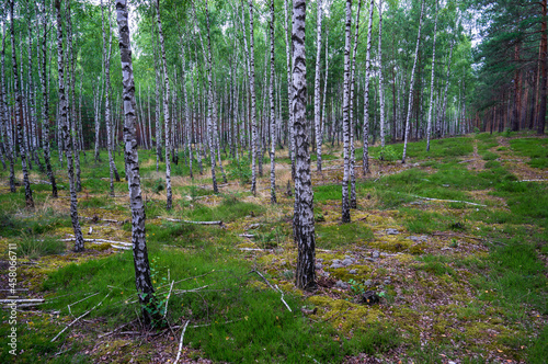 Fototapeta Naklejka Na Ścianę i Meble -  Młode brzozy las, young birch forest