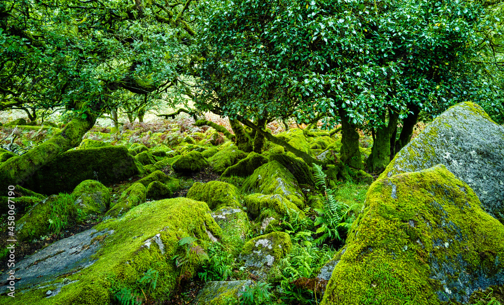 Fototapeta premium Wistman's Wood National Nature Reserve - mystic high-altitude oakwood on valley of the West Dart River, Dartmoor, Devon, United Kingdom