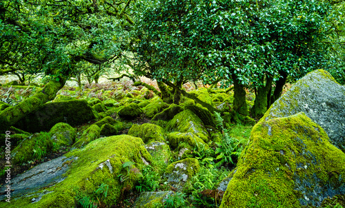 Wistman's Wood National Nature Reserve - mystic high-altitude oakwood on valley of the West Dart River, Dartmoor, Devon, United Kingdom © Marcin
