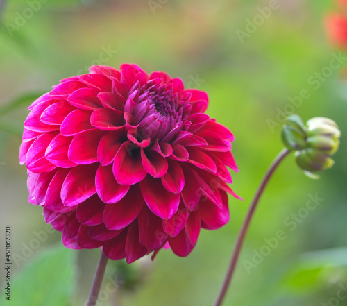 Dahlia