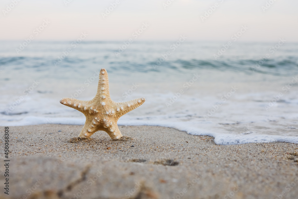 sea shell starfish on tropical sand turquoise caribbean summer vacation sea shell starfish on tropical sand turquoise caribbean summer vacation