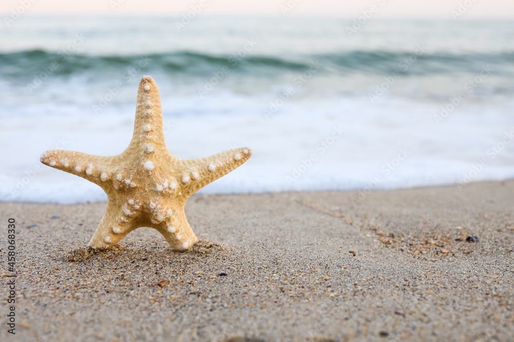 sea shell starfish on tropical sand turquoise caribbean summer vacation sea shell starfish on tropical sand turquoise caribbean summer vacation
