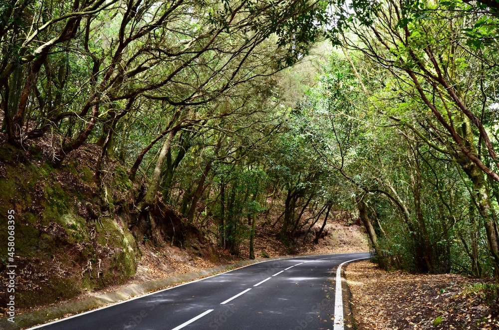 Obraz premium Carretera entre árboles