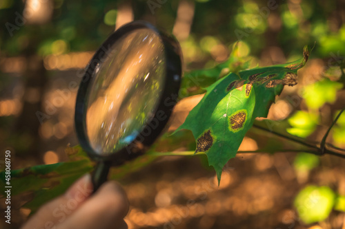 Scientist examines leaf diseases and other environmental problems with a magnifying glass