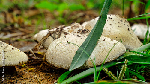 Wild mushrooms in a rural meadow, under warm evening light photo