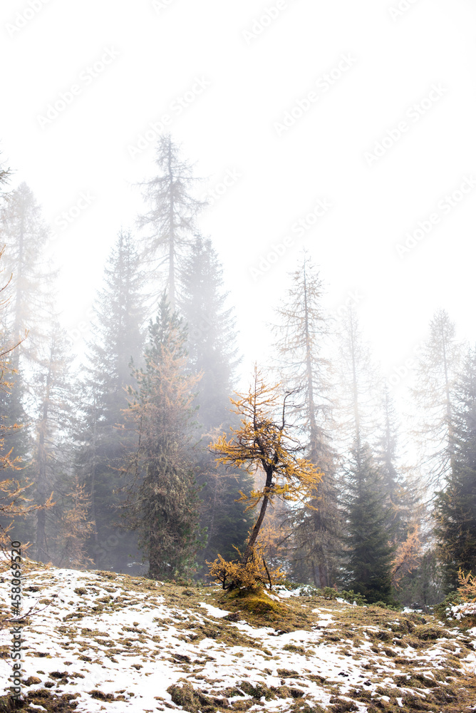 mystical beautiful autumn landscape with yellow larch in snow and fog over the mountains in the Dolomites, the Italian Alps. (Meditation, anti-stress, relaxation - concept)