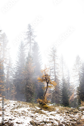 mystical  beautiful autumn landscape with yellow larch in snow and fog over the mountains in the Dolomites, the Italian Alps. (Meditation, anti-stress, relaxation - concept)