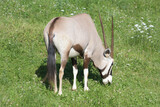 Oryx gazella eating grass on a sunny day. 