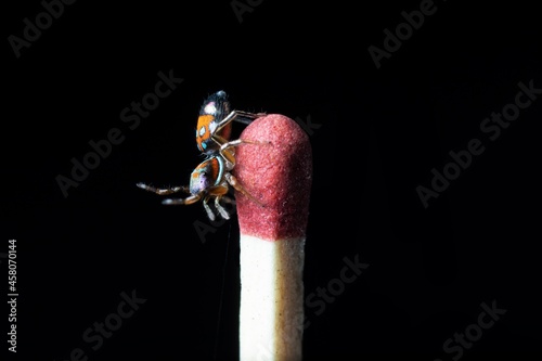 a beautiful Metallic Jumping spider on a matchstick