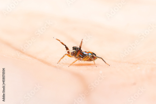 Metallic Jumping spider on my hand © Prosun