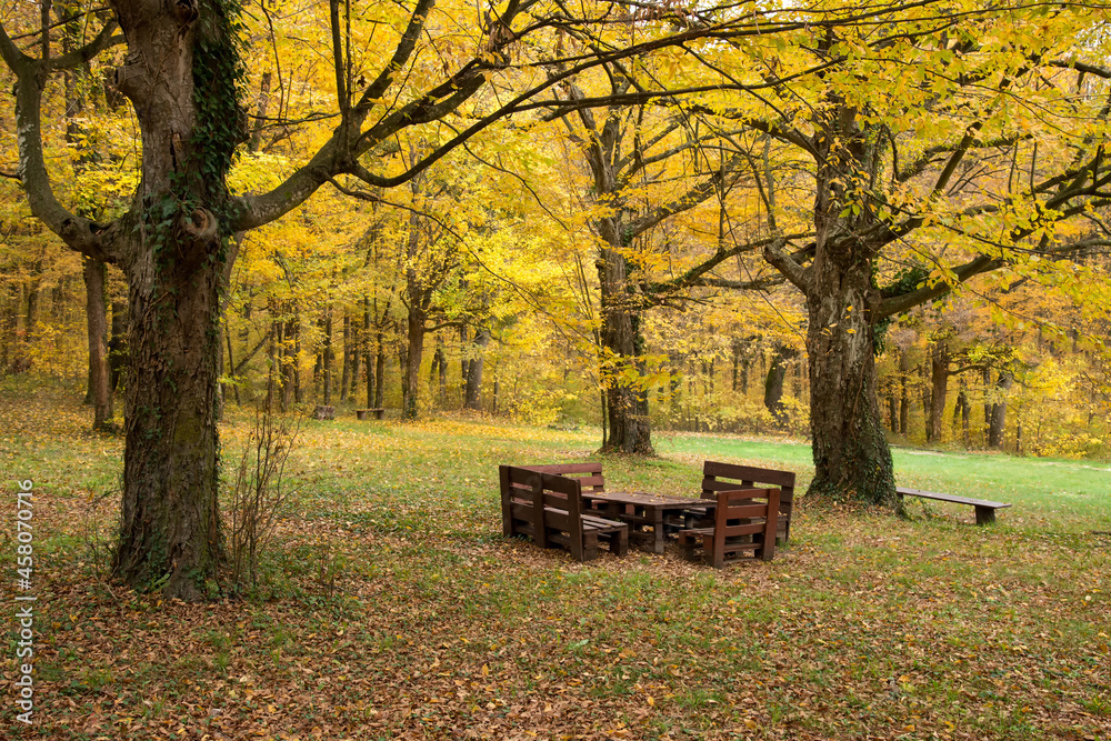 Wooden table and bench in forest, in autumn, trees with colorful yellow, orange, red, brown, green, leaves
