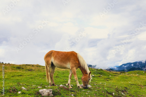 horse on the meadow © Werner