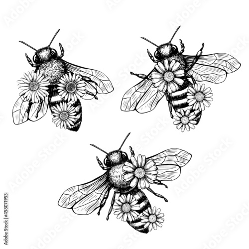 Bee and flower in sketch style on black background. Nature vector vintage illustration design element set. Hand draw.