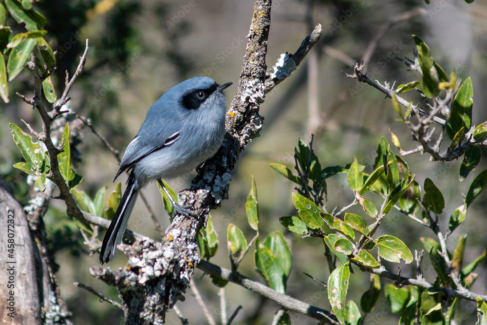 Fototapeta premium birds, nature, animals, bird