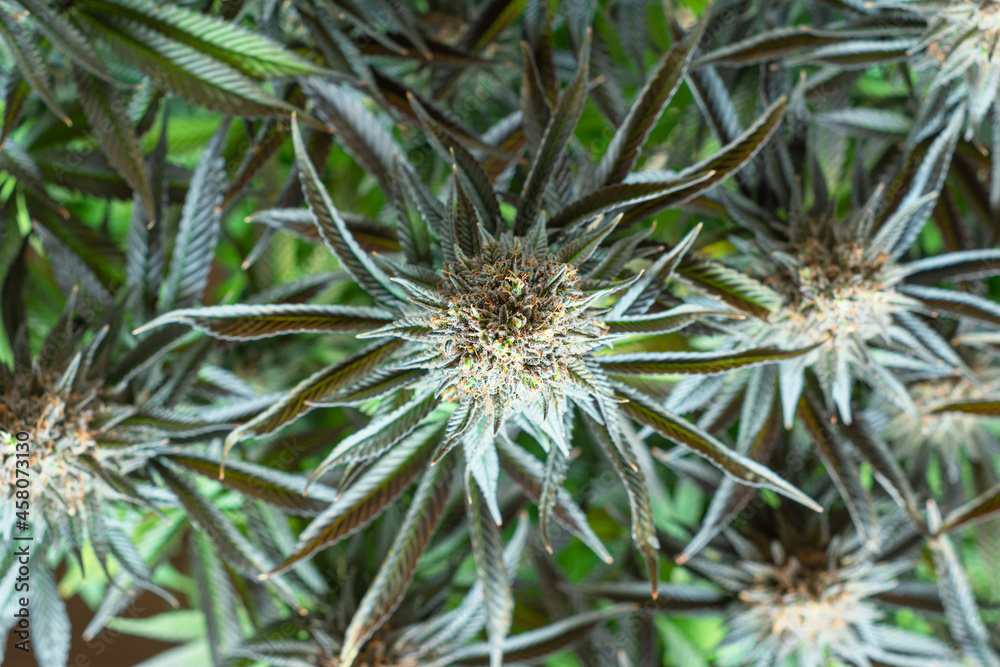 Top Down View of Flowering Medical Marijuana Cannabis Plants for Pain Relief Top Down View of Flowering Medical Marijuana Cannabis Plants for Pain Relief