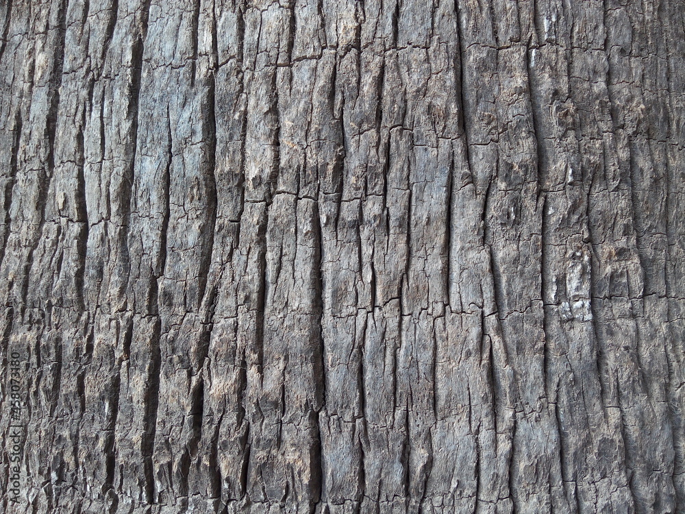 Trunk closeup of Washingtonia filifera (desert fan palm or California fan palm) Trunk closeup of Washingtonia filifera (desert fan palm or California fan palm)