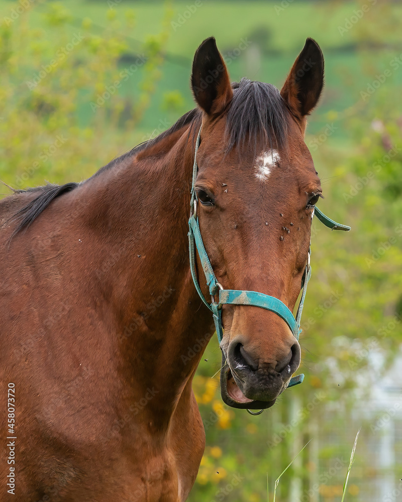 Obraz premium horse in the field