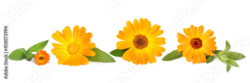 Set with beautiful calendula flowers on white background. Banner design