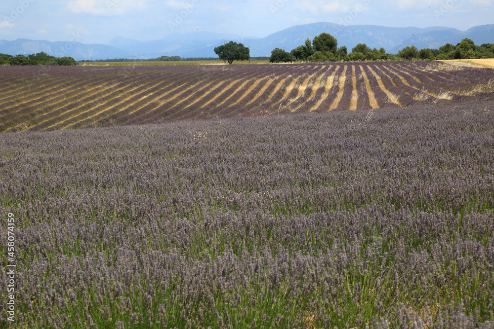 lavender fields in provence france
